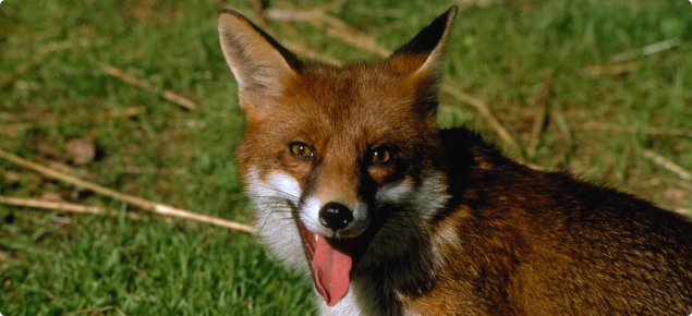 Red fox | Agriculture and Food